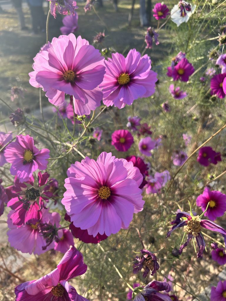 紅葉とコスモス